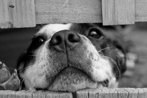 deg