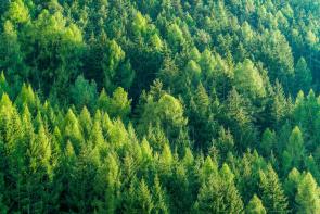 California Forests