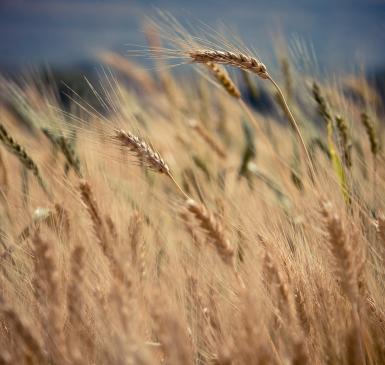 Stop GE Wheat