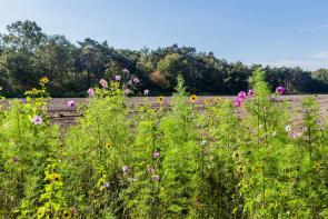 regenerative farm field with biodiversity, soil health, carbon capture
