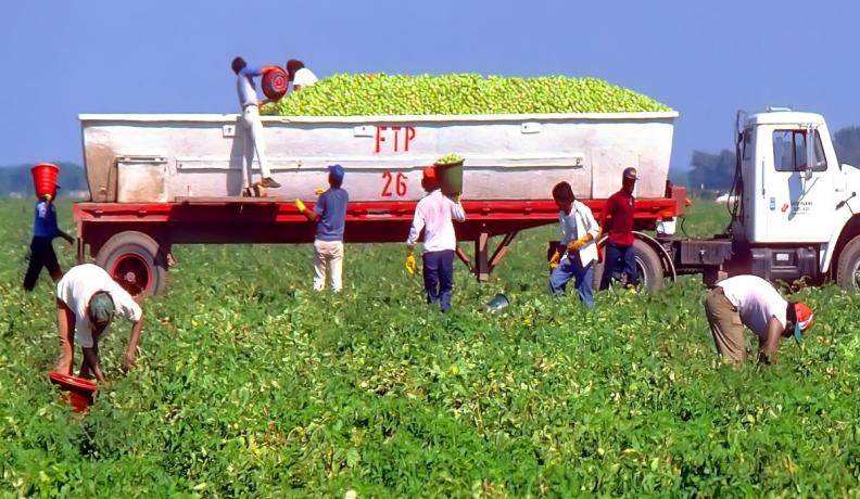Photo of brown men picking produce in a green field. They are all wearing a basic T shirt, yellow gloves, baseball caps, and long pants. Two of the men are dumping buckets of produce into the back of a truck.