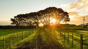 Road through farmland leading to sun