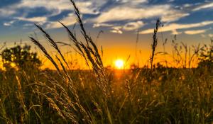 sunset over farm field