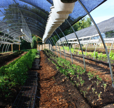 ECO City Farms 