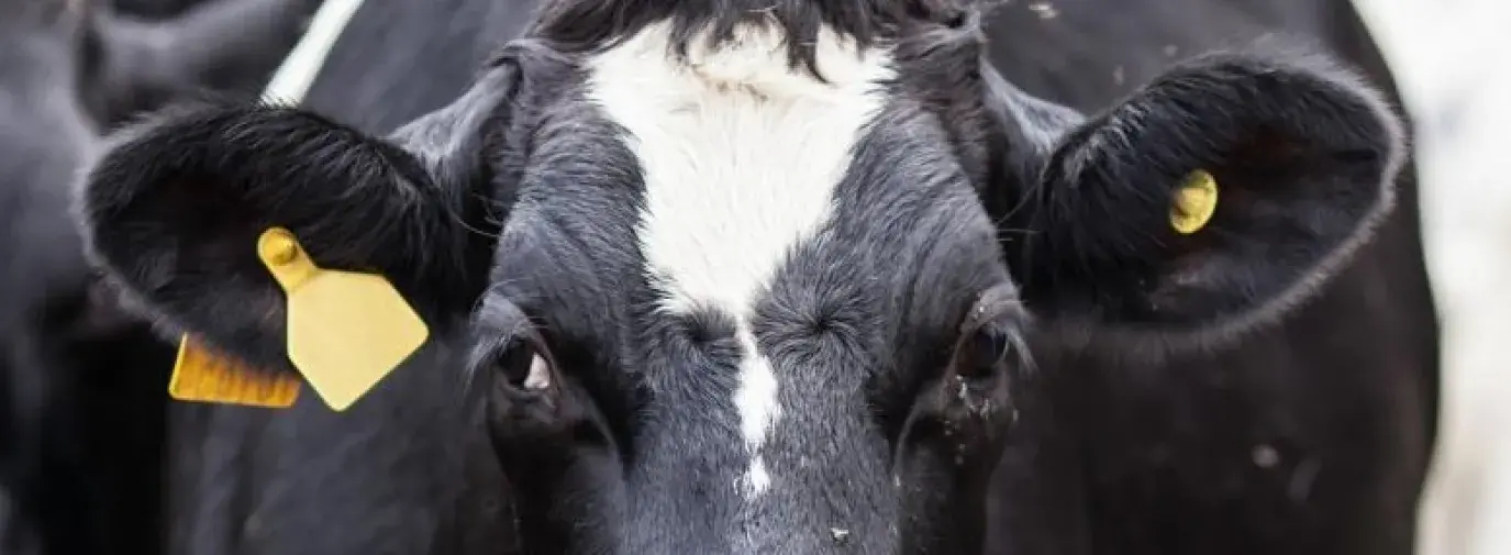 cows