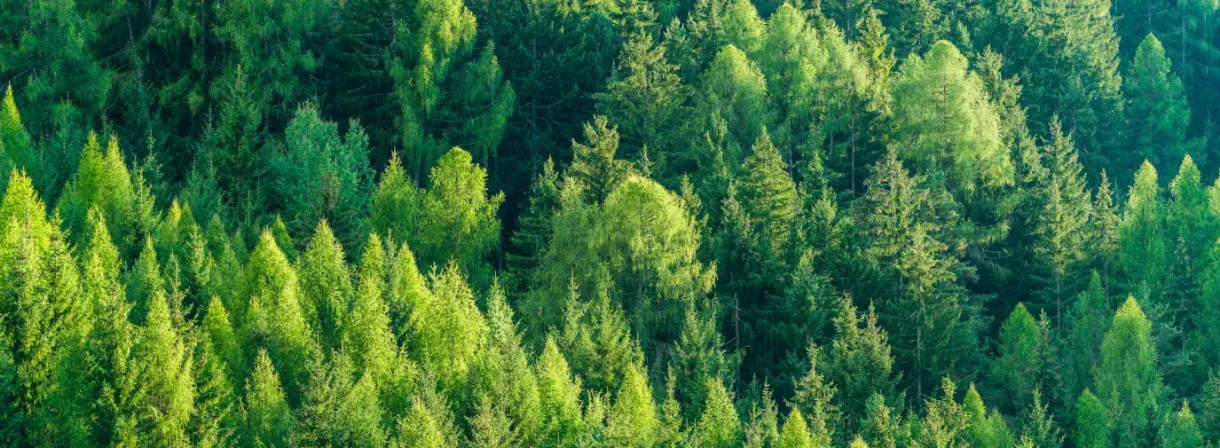 California Forests