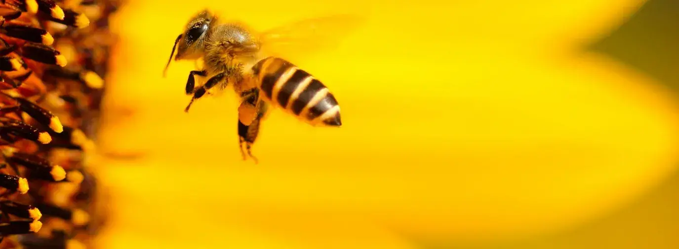 Save The Bees!