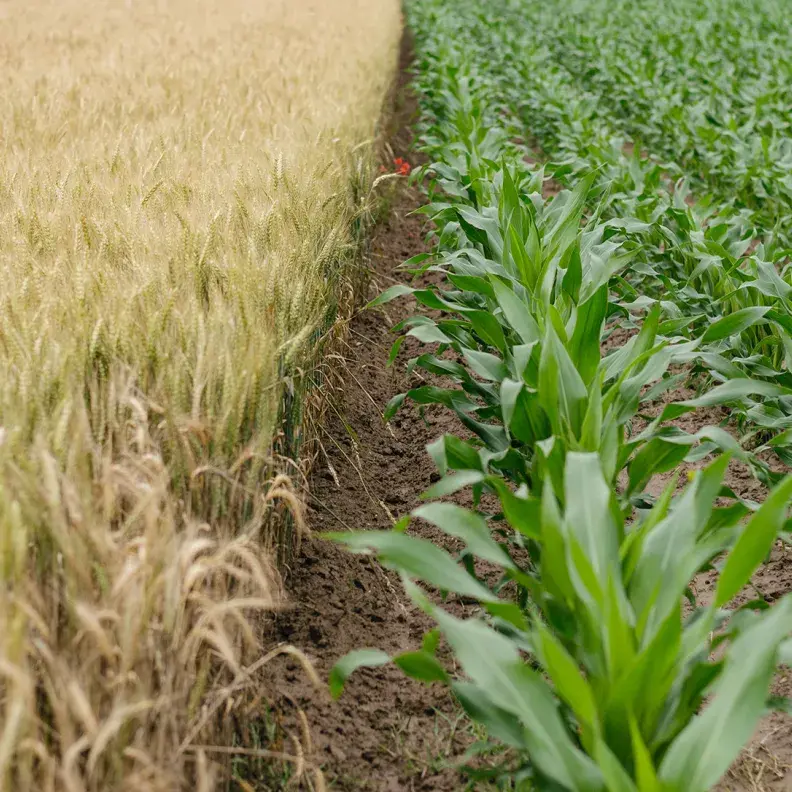 wheat field