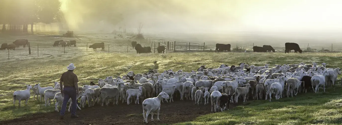 White Oak Pastures